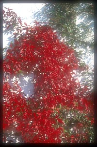 Parthenocissus quinquefolia 'Guy's Garnet'