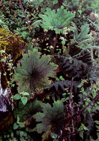 Psacalium pinetorum