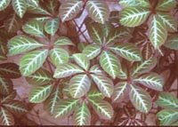 Parthenocissus henryana