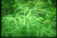 Pteris angustipinna
