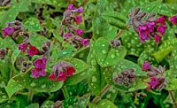 Pulmonaria saccharata pink-flowered