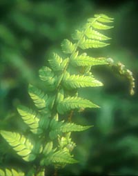 Polystichum rigens
