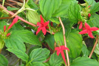 Crusea coccinea