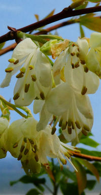 Rehderodendron indochinensis