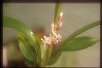 Reineckea carnea 'Crûg's Broadleaf'