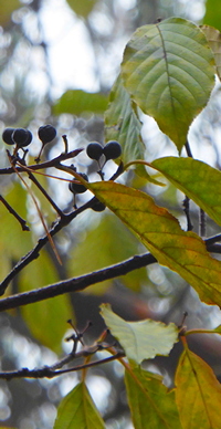 Rhamnus costata