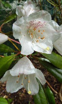 Rhododendron formosanum