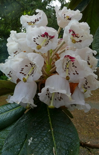 Rhododendron grande