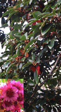 Rhodoleia aff. parvipetala