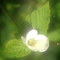 Rhodotypos scandens