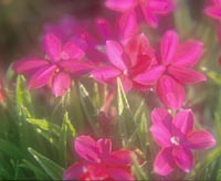 Rhodohypoxis baurii pink