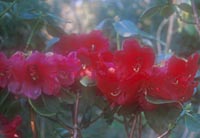 Rhododendron thomsonii