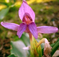 Roscoea tibetica f. rosea