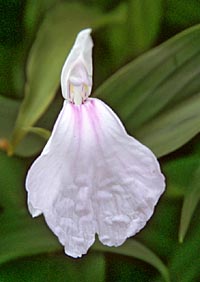 Roscoea purpurea