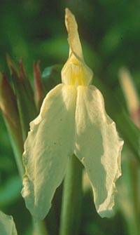 Roscoea × beesiana pale flowered