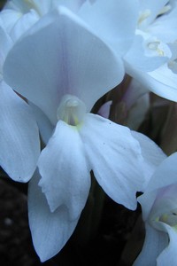 Roscoea humeana 'Snowy Owl'