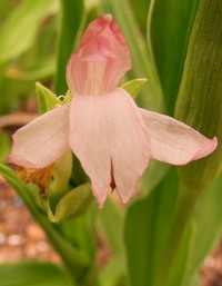 Roscoea scillifolia pink-flowered