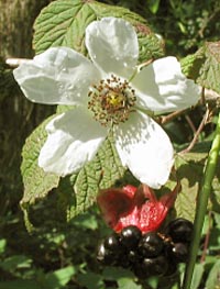 Rubus trilobus