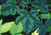 Rubus formosensis