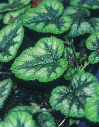Rubus pectinellus v. trilobus