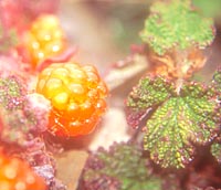 Rubus pentalobus