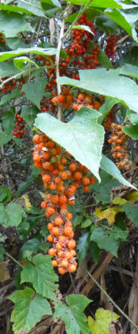 Rubus lambertianus v. glandulosus