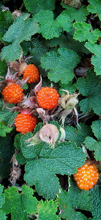 Rubus rolfei