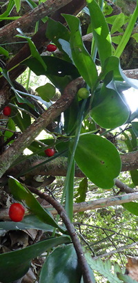 Ruscus streptophyllus