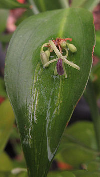 Ruscus hypophyllum Spanish form