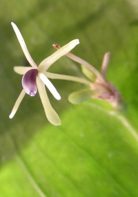 Ruscus hypophyllum Italian form