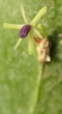 Ruscus hypophyllum Sicilian form