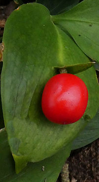 Ruscus hypoglossum from Greece