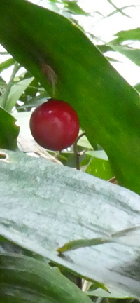 Ruscus colchicus from Georgia