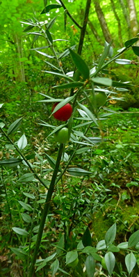 Ruscus aculeatus from Italy