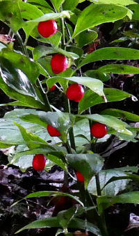 Ruscus colchicus from Russia