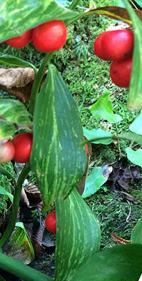 Ruscus colchicus from Abkhazia