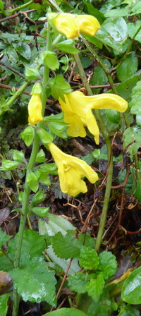 Salvia nipponica v. formosana
