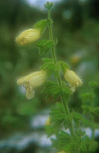 Ruscus colchicus from Russia