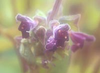 Salvia yunnanense