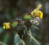 Salvia campanulata