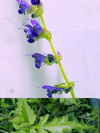 Salvia formosana v. matsudae