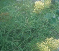 Sambucus racemosa 'Crûg Lace'
