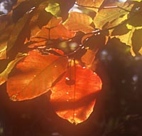 Sapium japonicum