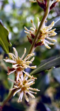Sarcococca brevifolia