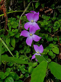 Sarcopyramis bodinieri v. delicata