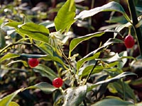 Sarcococca ruscifolia v. chinensis