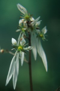 Saxifraga epiphylla
