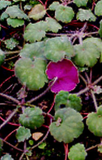 Saxifraga epiphylla 'Purple Piggy'