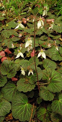 Saxifraga stolonifera 'Kinki Purple'