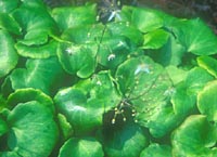 Saxifraga veitchiana
